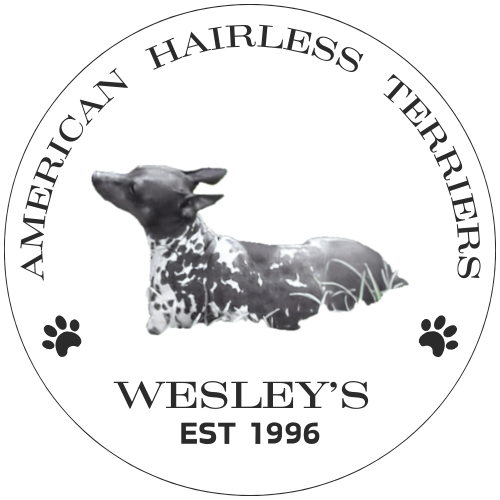 Wesley's American Hairless Terriers Logo